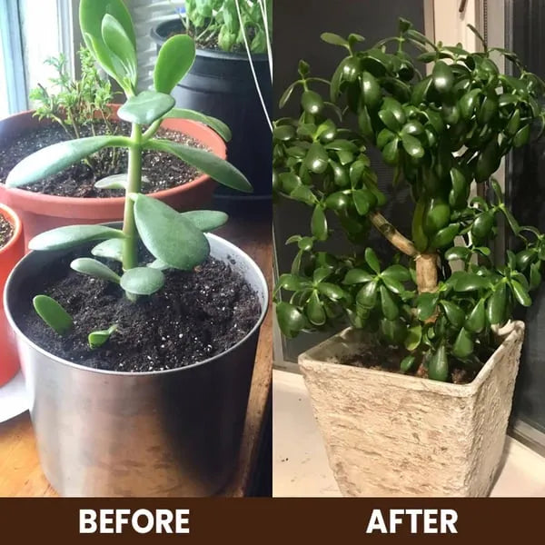 Soil Activated Treasure Premium Soil Activator 200gram (Pack of 2)